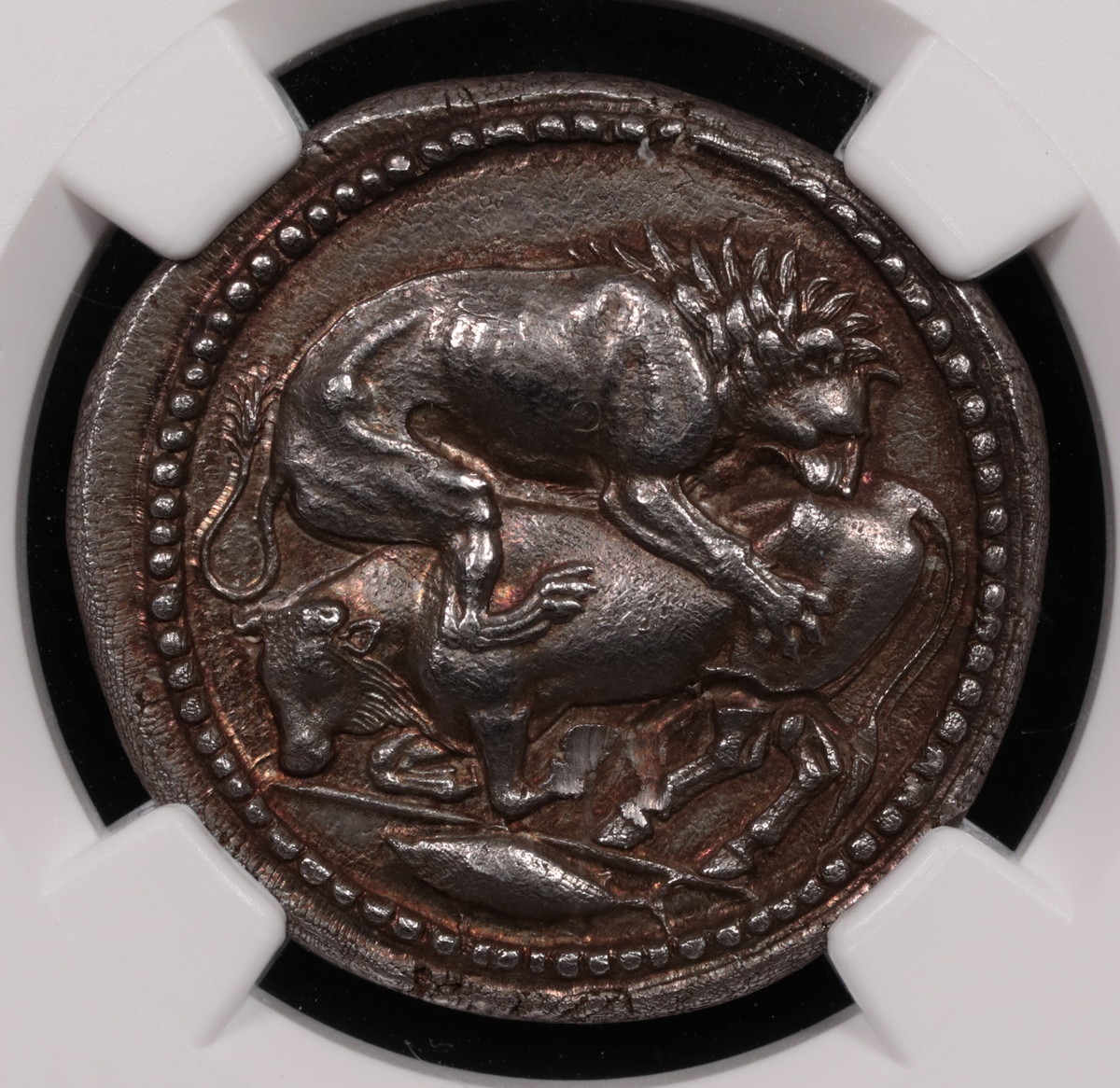 470-430 BC Macedon, Acanthus Silver Lion and Bull Tetradrachm NGC Choice About Uncirculated 5x3 Obverse 470-430 BC Macedon, Acanthus Silver Lion and Bull Tetradrachm NGC Choice About Uncirculated 5x3 Obverse